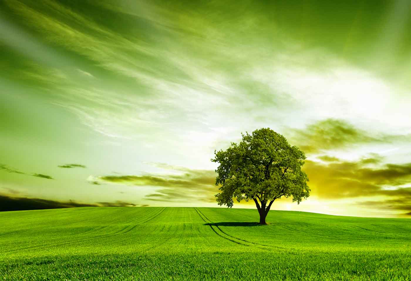 The Desire Tree