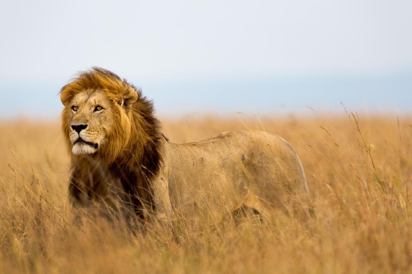 The Conditioning of the Mind: A King among the Cattle