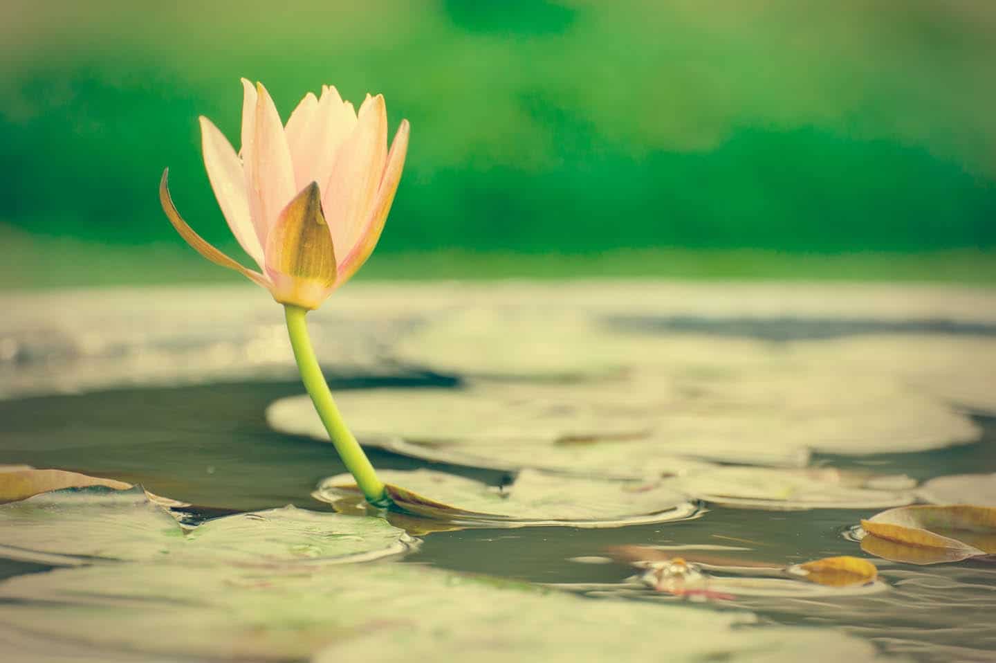 Ekanta: The Practice of Solitude