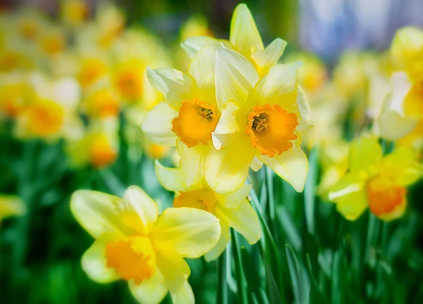 The Daffodil Principle