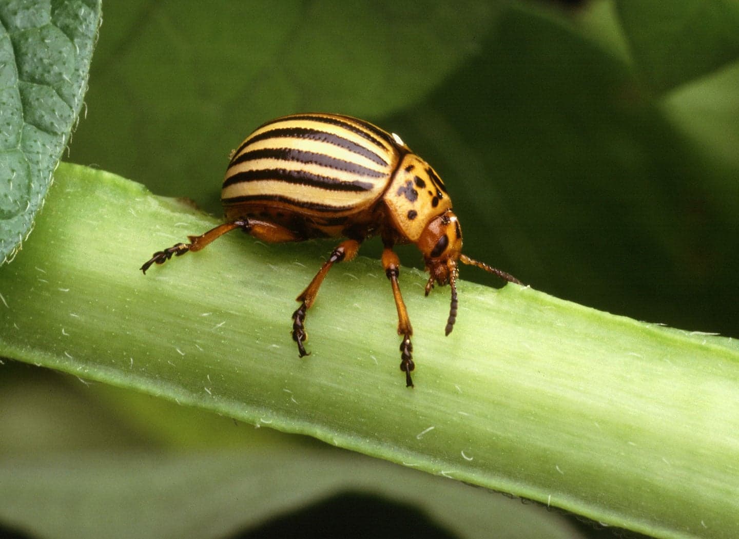 A Beetle's Life