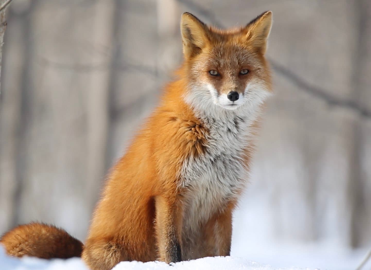 A Fox's Awakening
