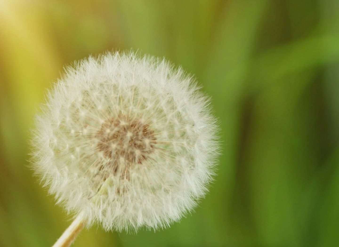 The Top Five Regrets of the Dying