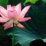 Negative emotions, how to deal with negative emotions, what are negative emotions, how to control negative emotions, why do we have negative emotions