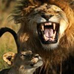 Shout in anger