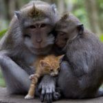 Monkey-kitten-surrender-faith meaning