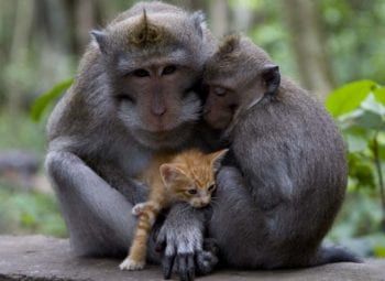 Monkey-kitten-surrender-faith meaning