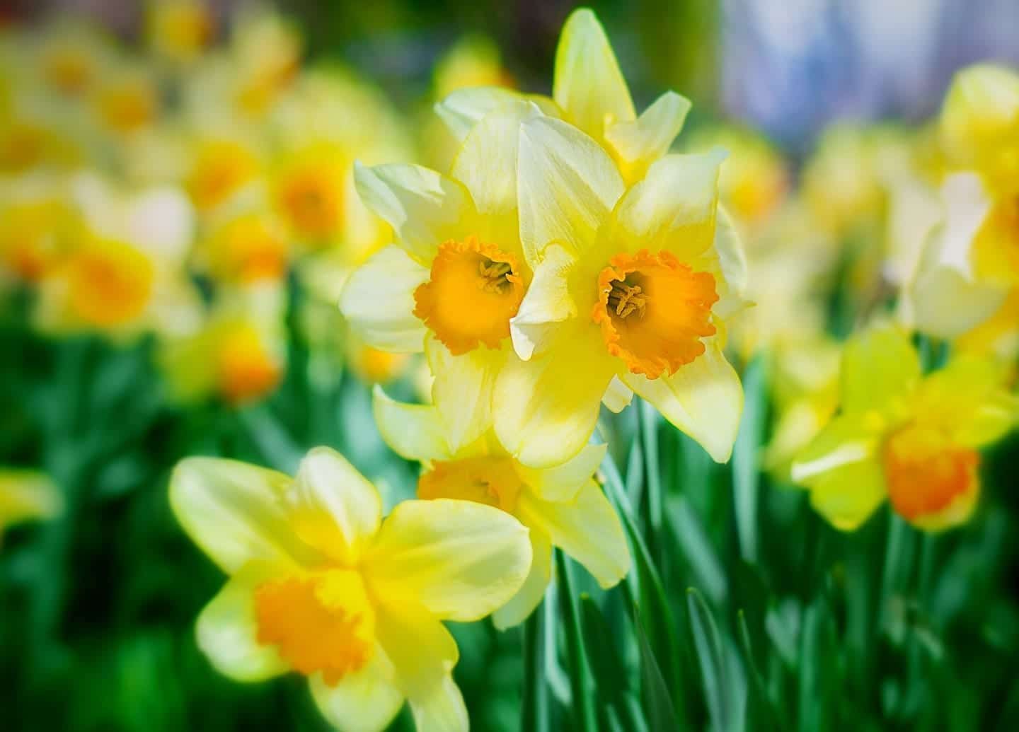 The Daffodil Principle Published in Patience & Spiritual Wisdom
