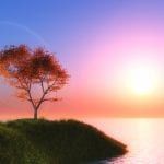 Contentment