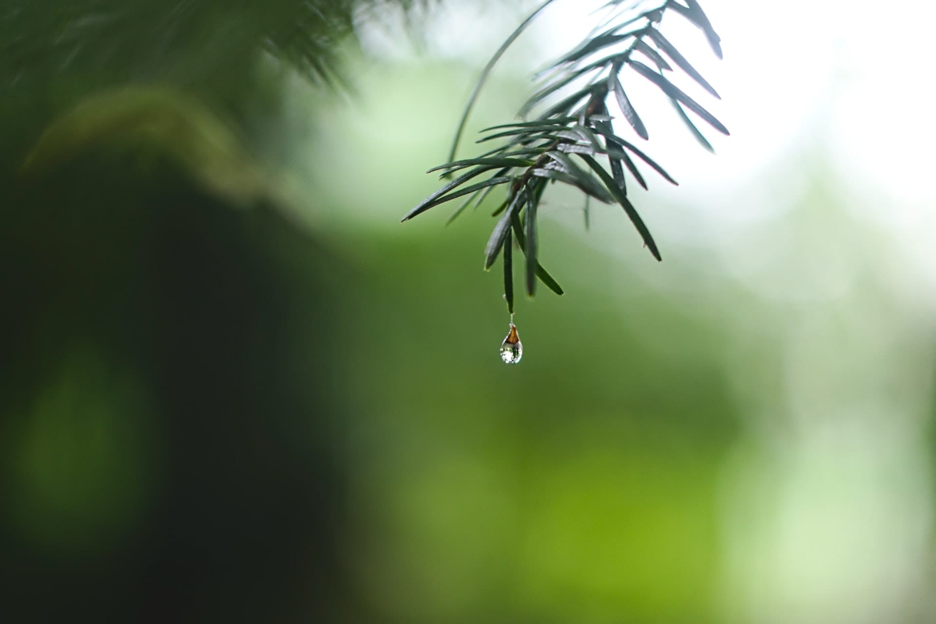Rain 1 Rain 1