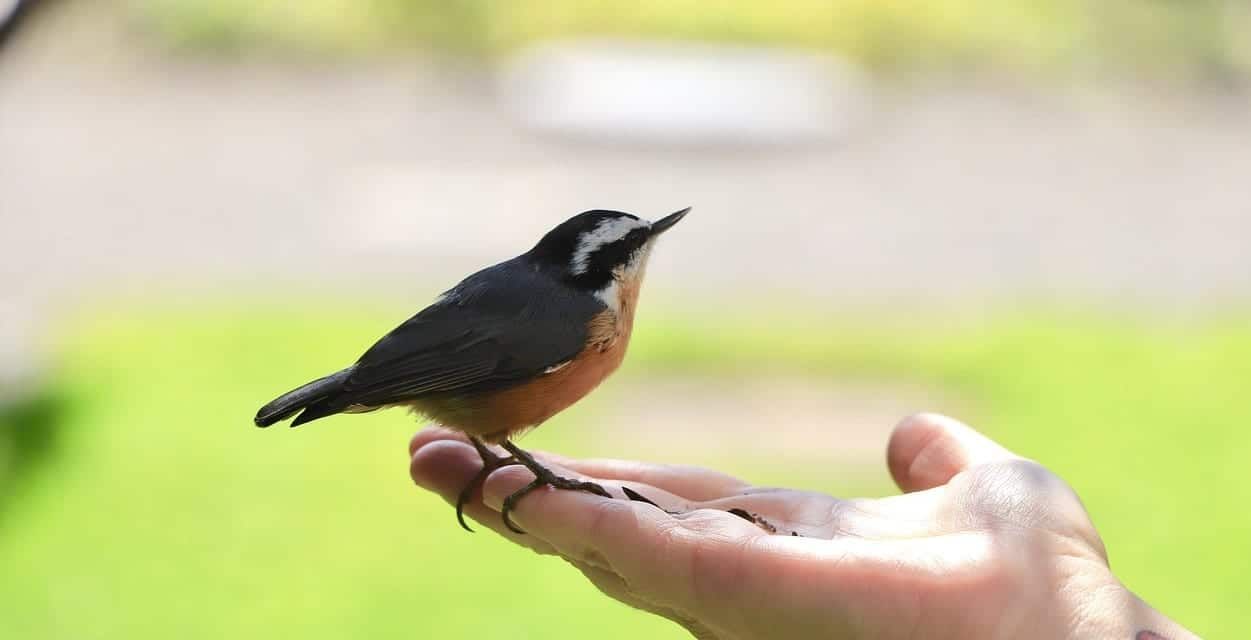 Bird in hand 1