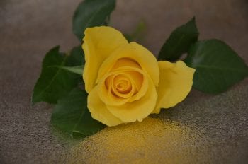 A yellow rose to show that intentions to show kindness and compassion matter when you can't move
