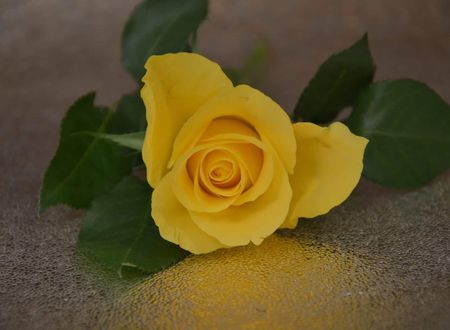 A yellow rose to show that intentions to show kindness and compassion matter when you can't move