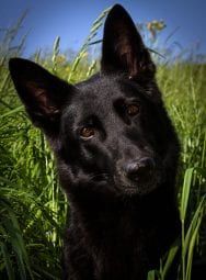A photo of a black dog to represent the dog in the article