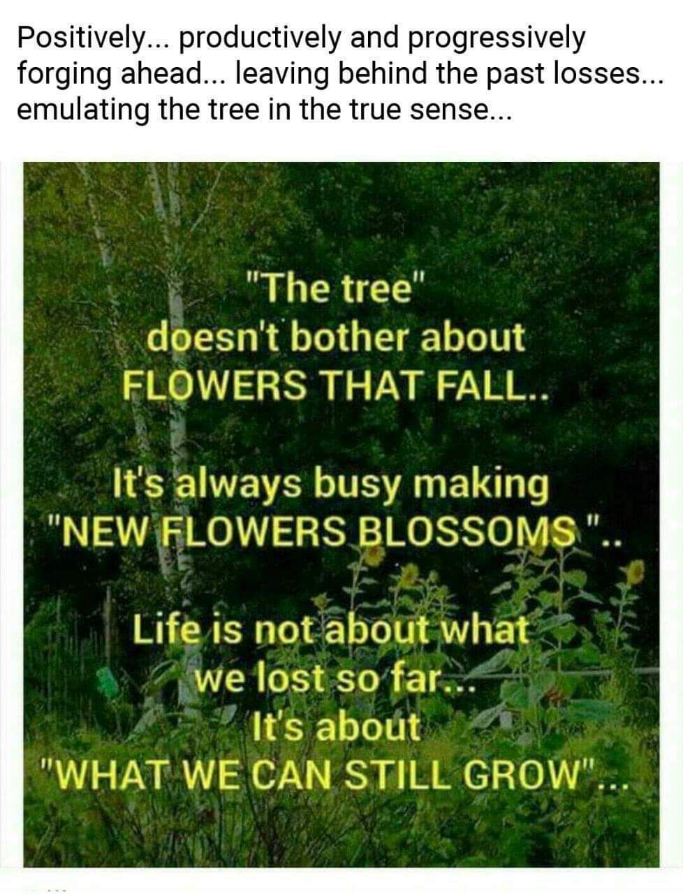 Lessons from a tree