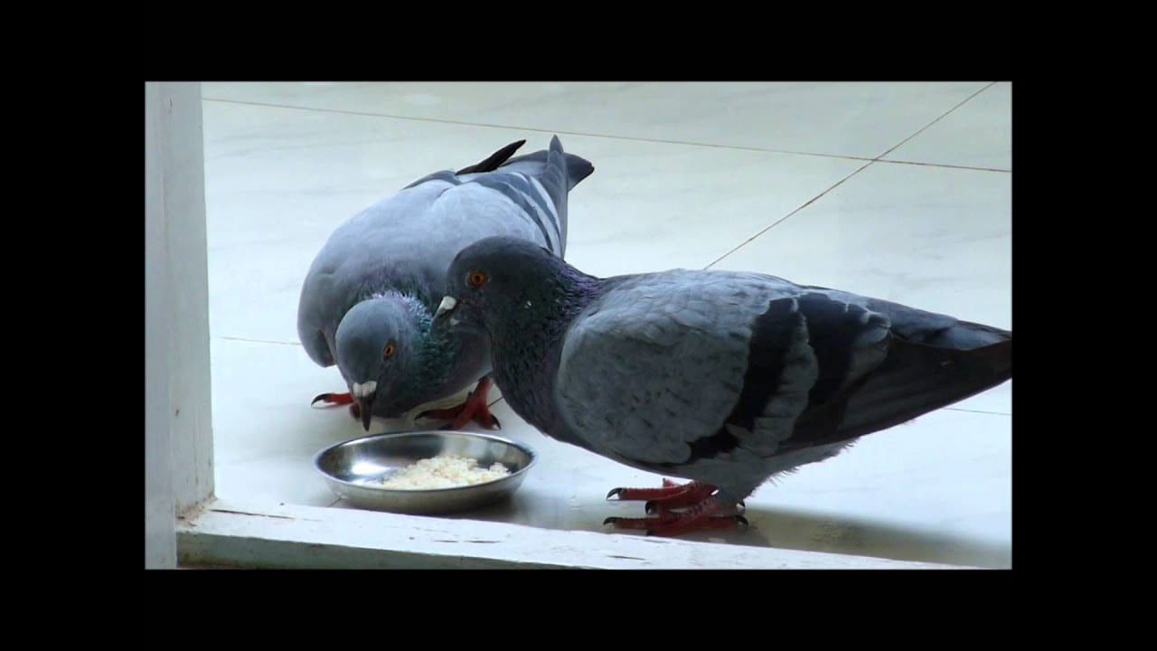 will pigeons eat rice