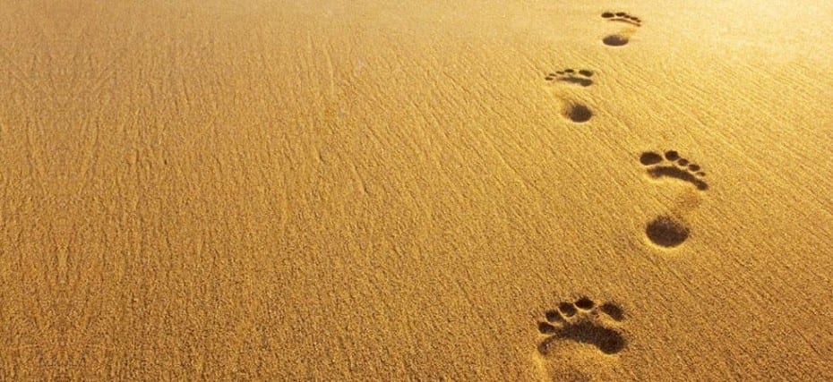 Tracing the footprints back 1