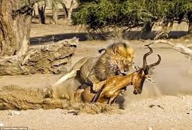 Are you chasing mice or hunting antelope? 2