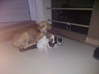 Fudge, oreo aur sheru 2 Fudge, oreo aur sheru 2