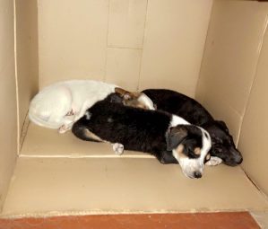 Fudge, oreo aur sheru 3 Fudge, oreo aur sheru 3