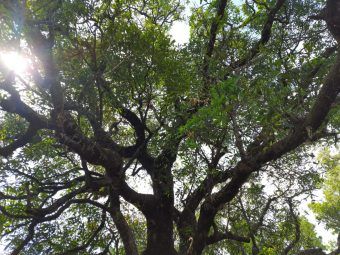 The magnificient oak tree 1