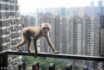 My first encounter with a monkey - #thewritechoice 3