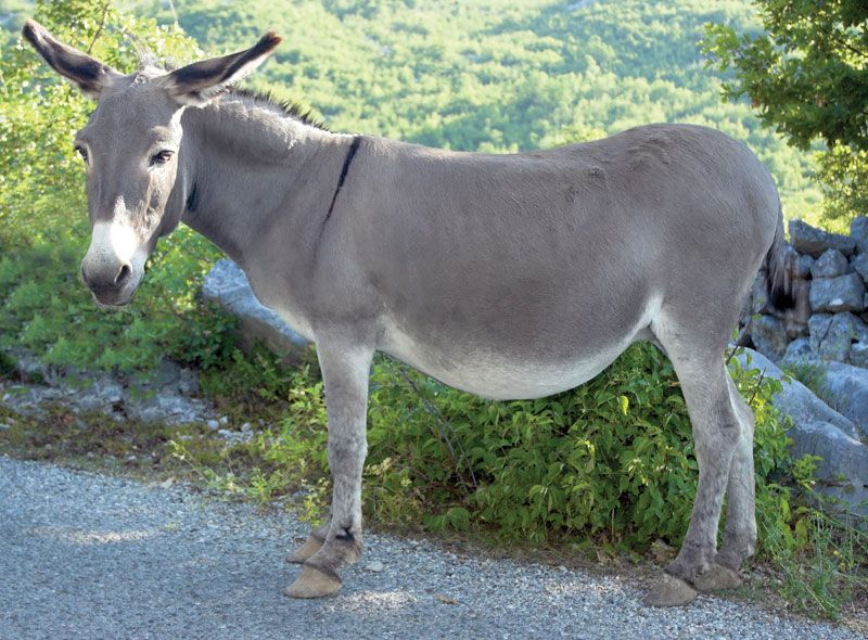 Of donkey work 1
