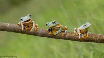 The group of frogs 7