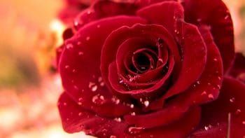 Beauty of red rose 13