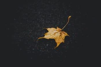 Fall leaves 10