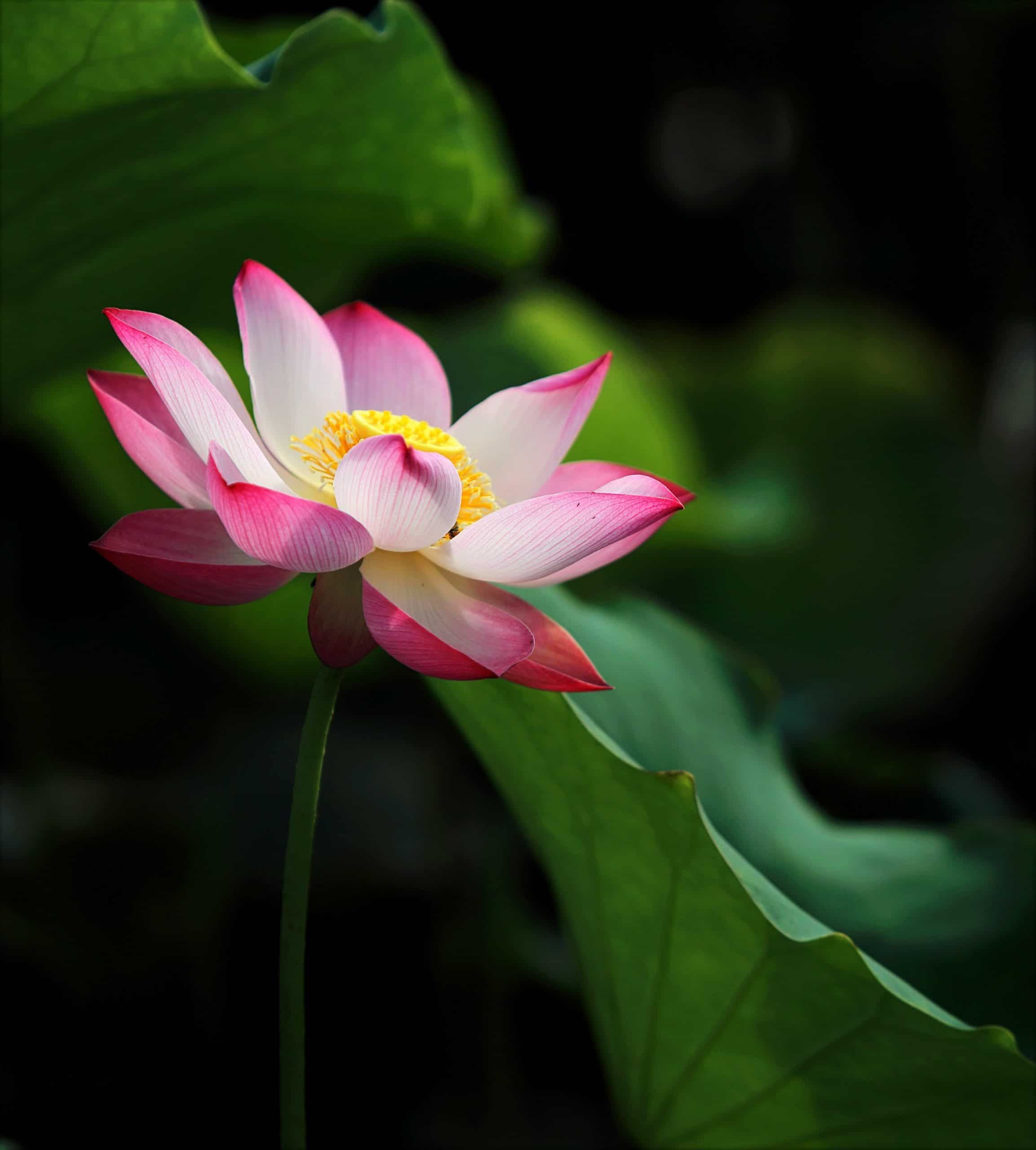 The Story Of Lotus In Spirituality Os me