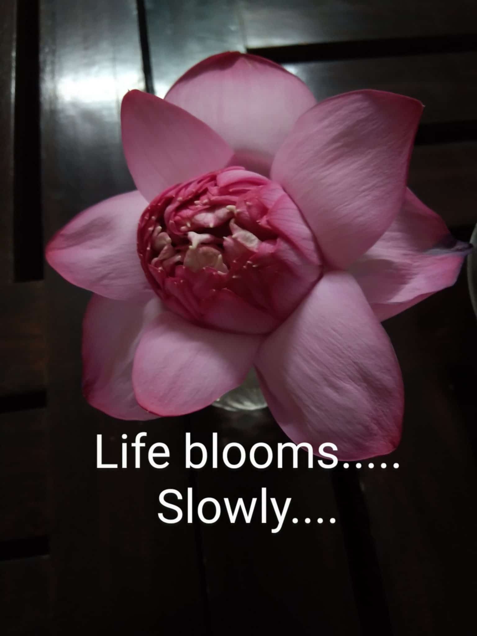 Life blooms.... Slowly 1