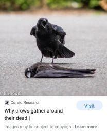 Crows 3