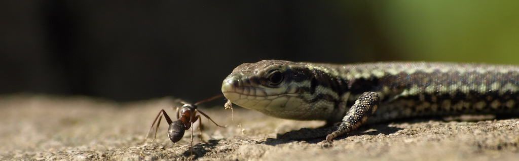 Perceptions – the lizard and the ants 1