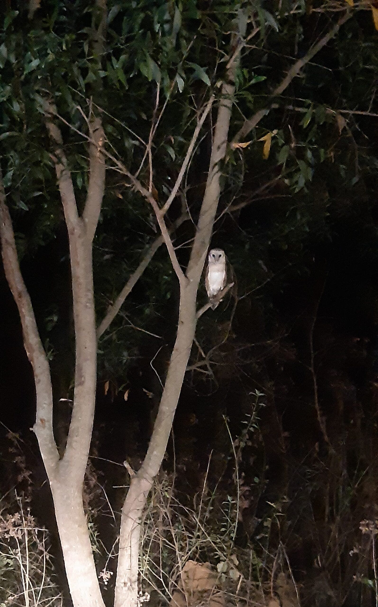 Seeing maa lakshmi's vaahan : a barn owl 2