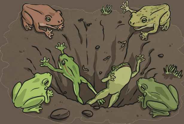 The group of frogs 1