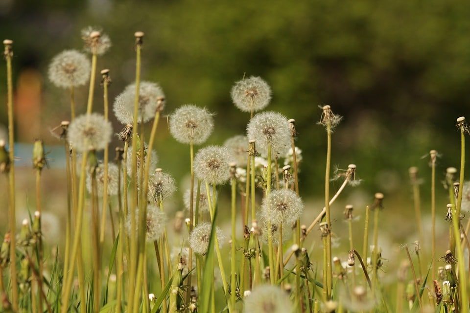 Look for a dandelion pause 1