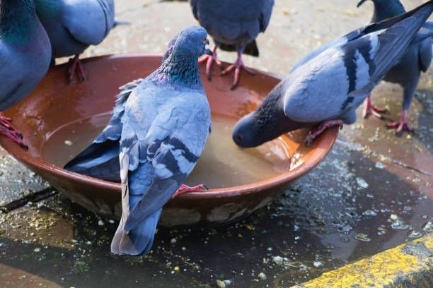 Keep water pots for the birds in summer 1