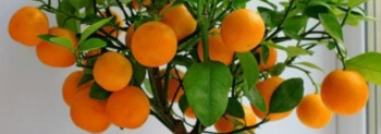 नारंगी का अचार😋😋 4