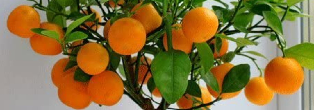 नारंगी का अचार😋😋 1