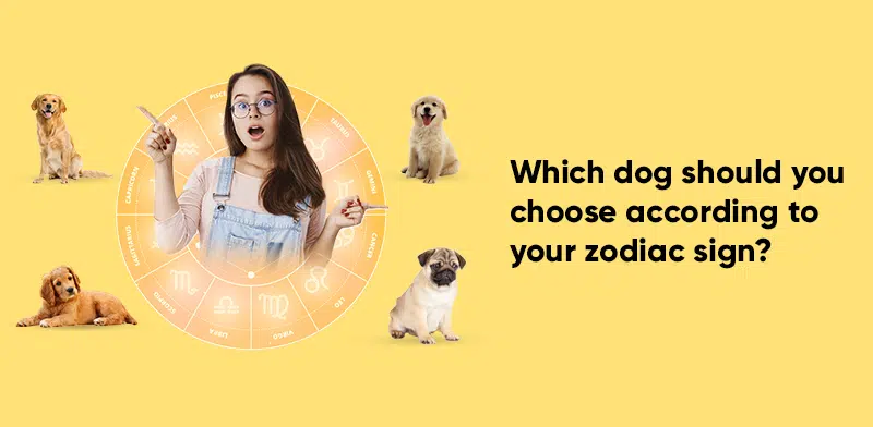 Which Dog Should You Choose According to Your Zodiac Sign? by Astro Friend  Chirag 
