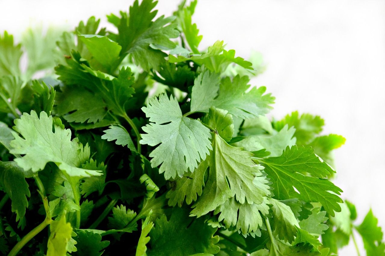 Eat Coriander. Be Like Coriander. in Philosophy os.me