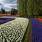 Floriade